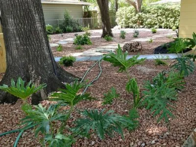 Alamo Heights, TX backyard xeriscape